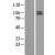 Western Blot: AP2A2 Lysate [NBL1-07578] - Western Blot experiments. 
Left-Control; Right -Over-expression Lysate for AP2A2